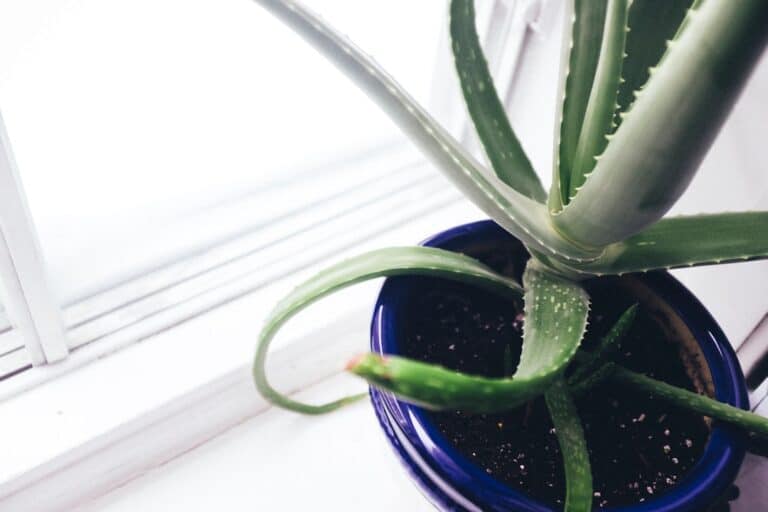care of aloe vera plants indoors